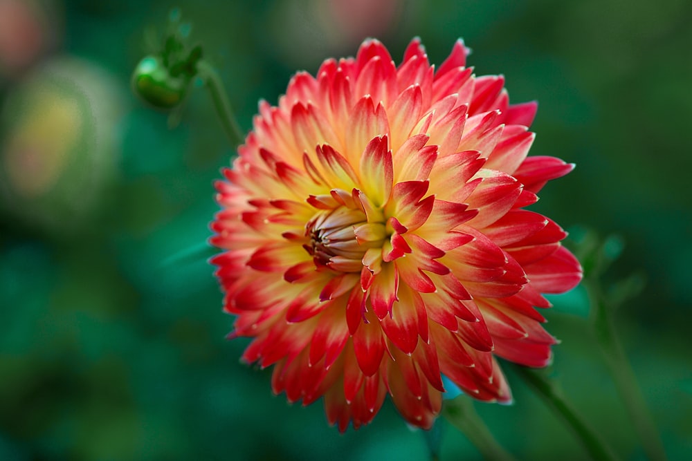 Gelbe und rote Blume in der Makrofotografie