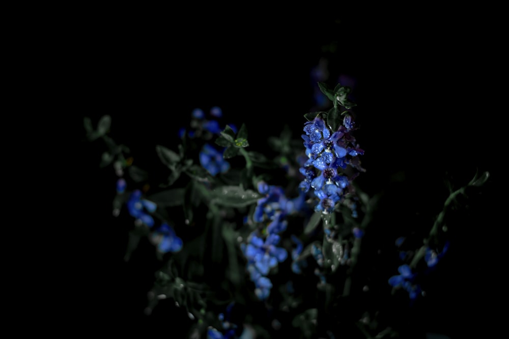 blue flowers with green leaves