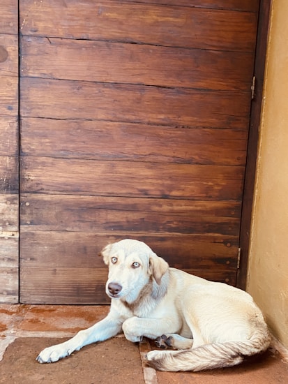 A light-colored dog with creamy fur lies on a brown mat in front of a wooden door with a rustic appearance. The dog looks toward the camera with a calm and relaxed demeanor.