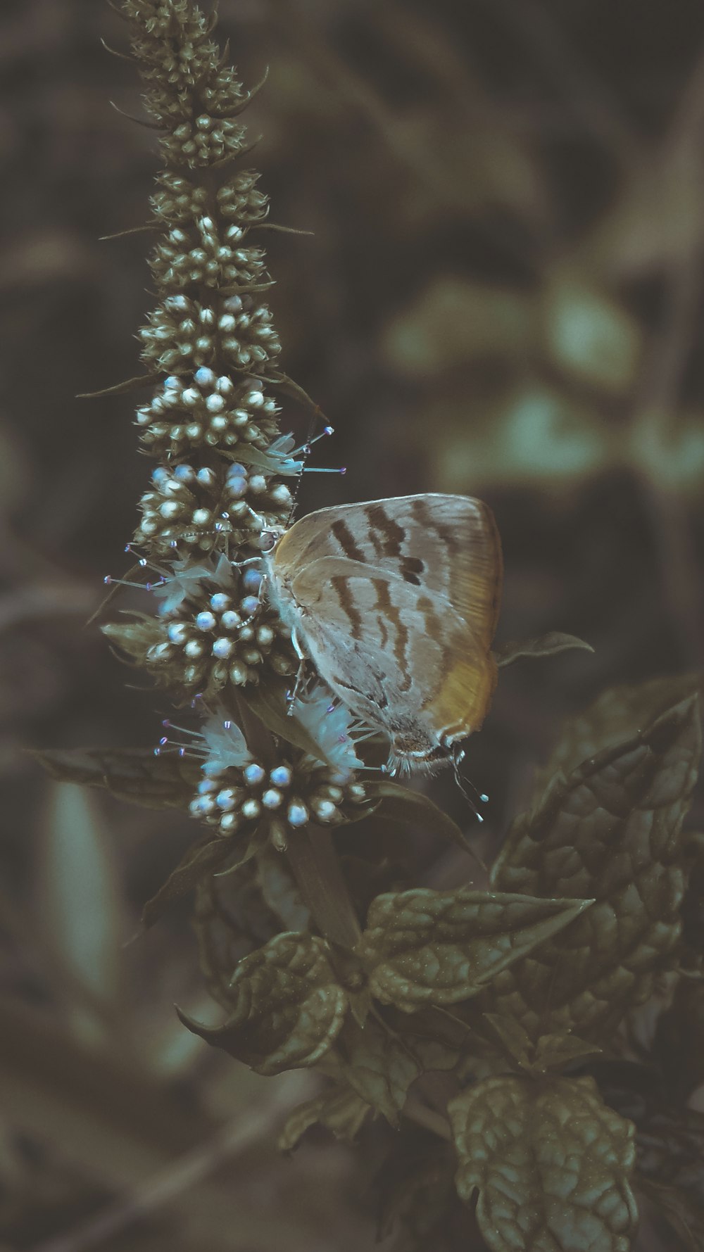 brown and white butterfly perched on blue flower in close up photography during daytime