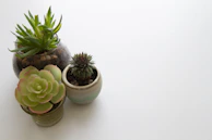 Succulent pots in soft pastel colors, each holding a unique tiny succulent.