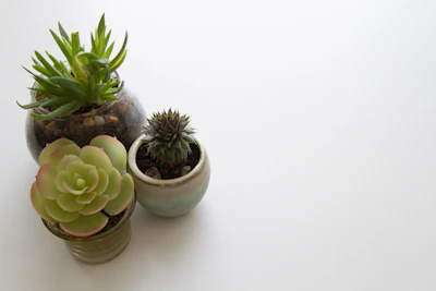 Set of small, delicate 3D printed planters with tiny succulents inside.