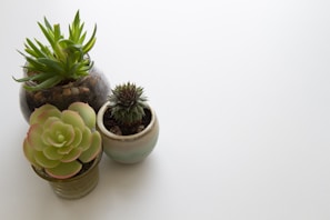 Small desktop planters in soft pastel tones, each cradling a tiny cactus or succulent.