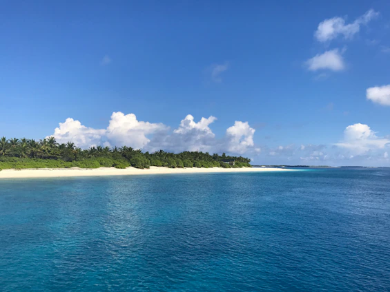 Lush green forest blending into a serene palm-fringed beach under a clear sky.