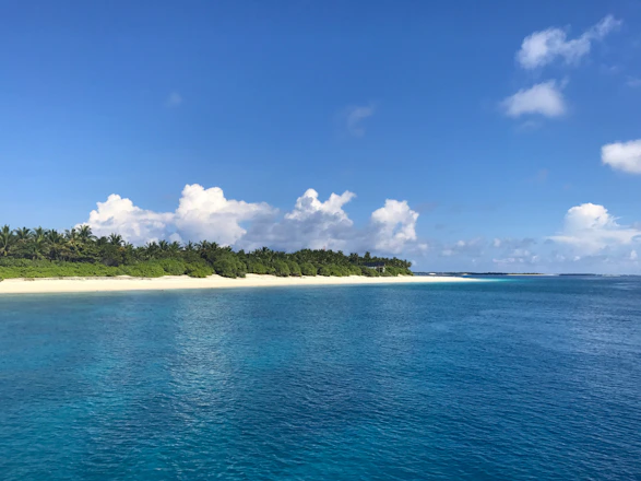 Lush green forest blending into a serene palm-fringed beach under a clear sky.