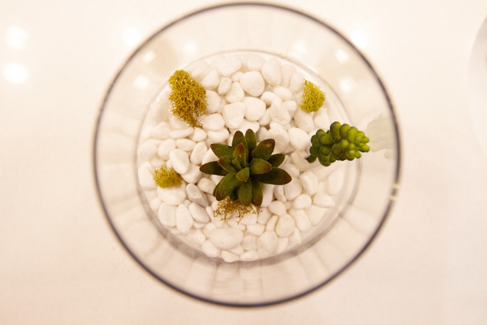 white flower buds in clear glass bowl
