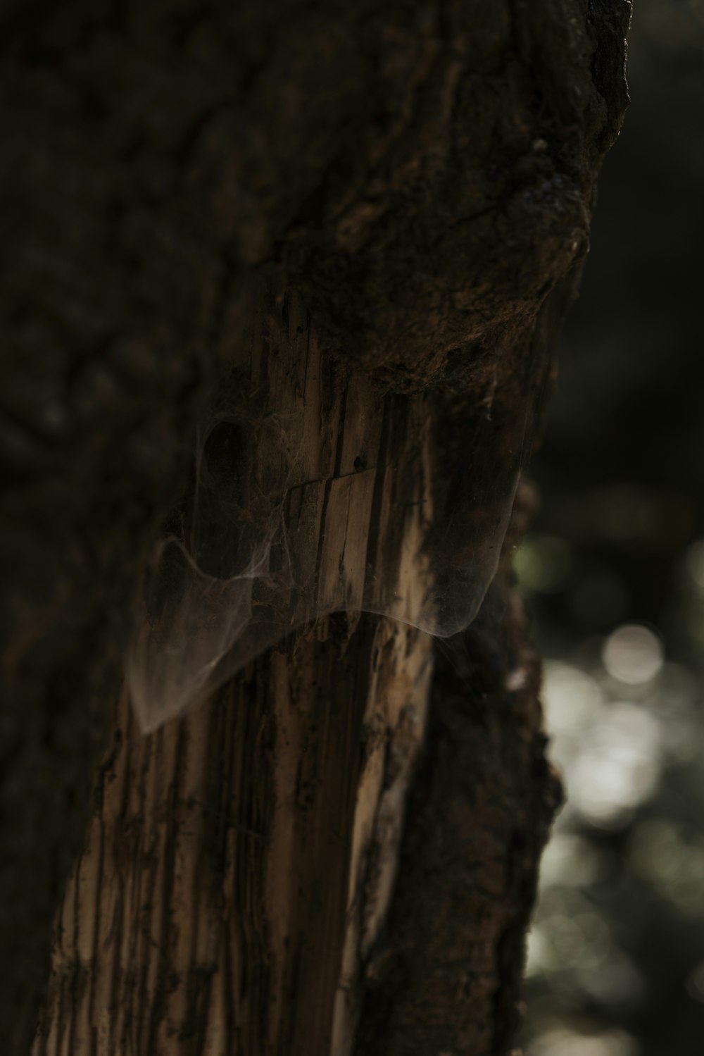 brown wood with water droplets