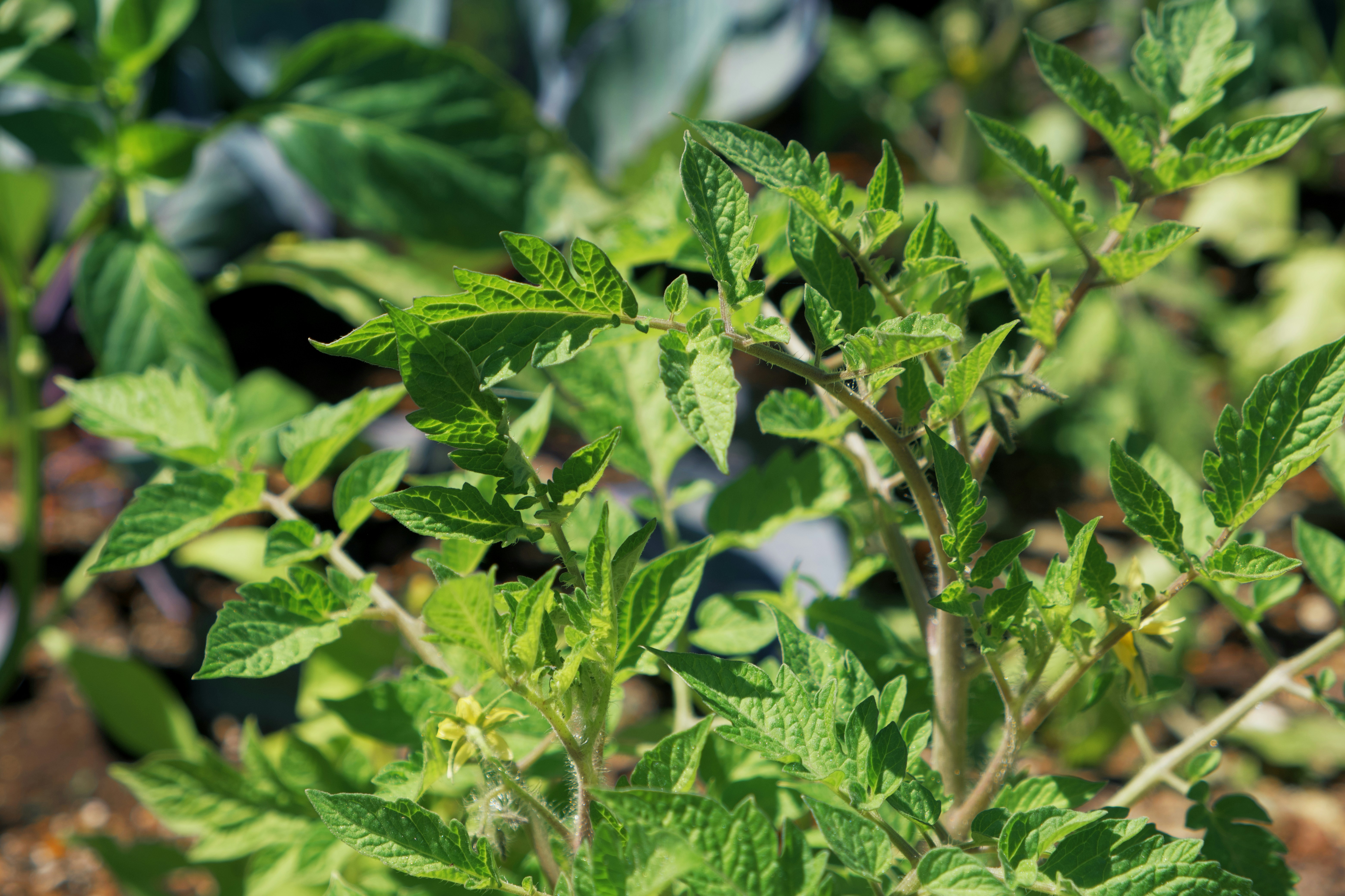 Photo by sushioutlaw