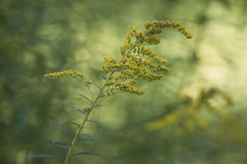 brown and green plant during daytime