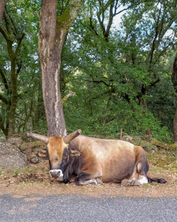 A sturdy cow resting under a large oak tree on the Halal Harvest Farms.