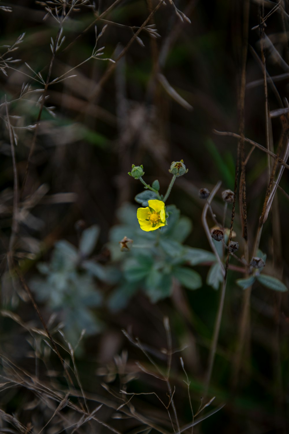 yellow flower in tilt shift lens