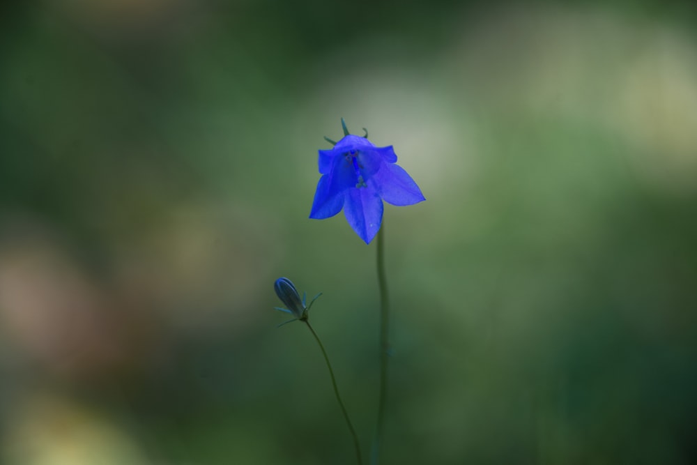 purple flower in tilt shift lens