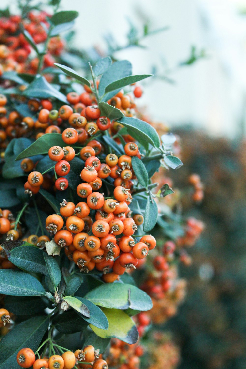 orange round fruits on green leaves