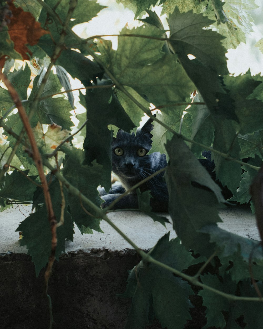 black and white cat on brown tree branch