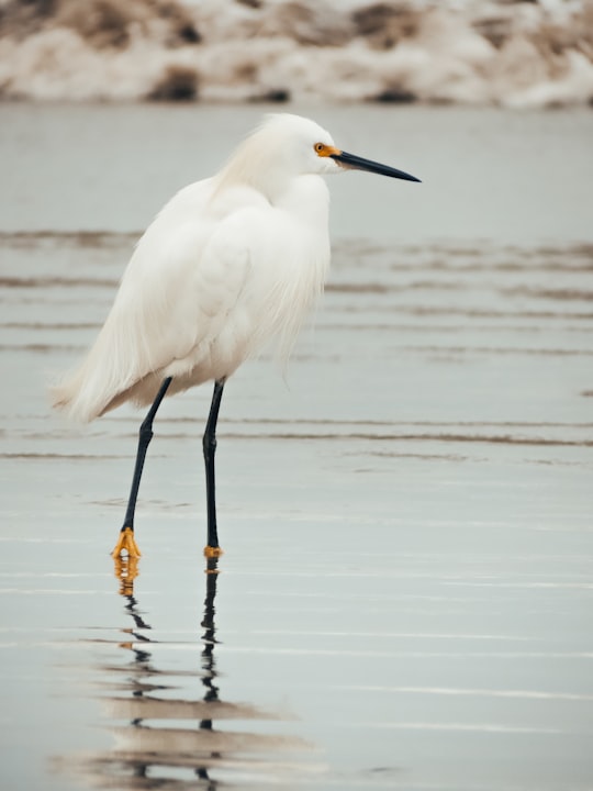 white bird on water during daytime in Bertioga Brasil