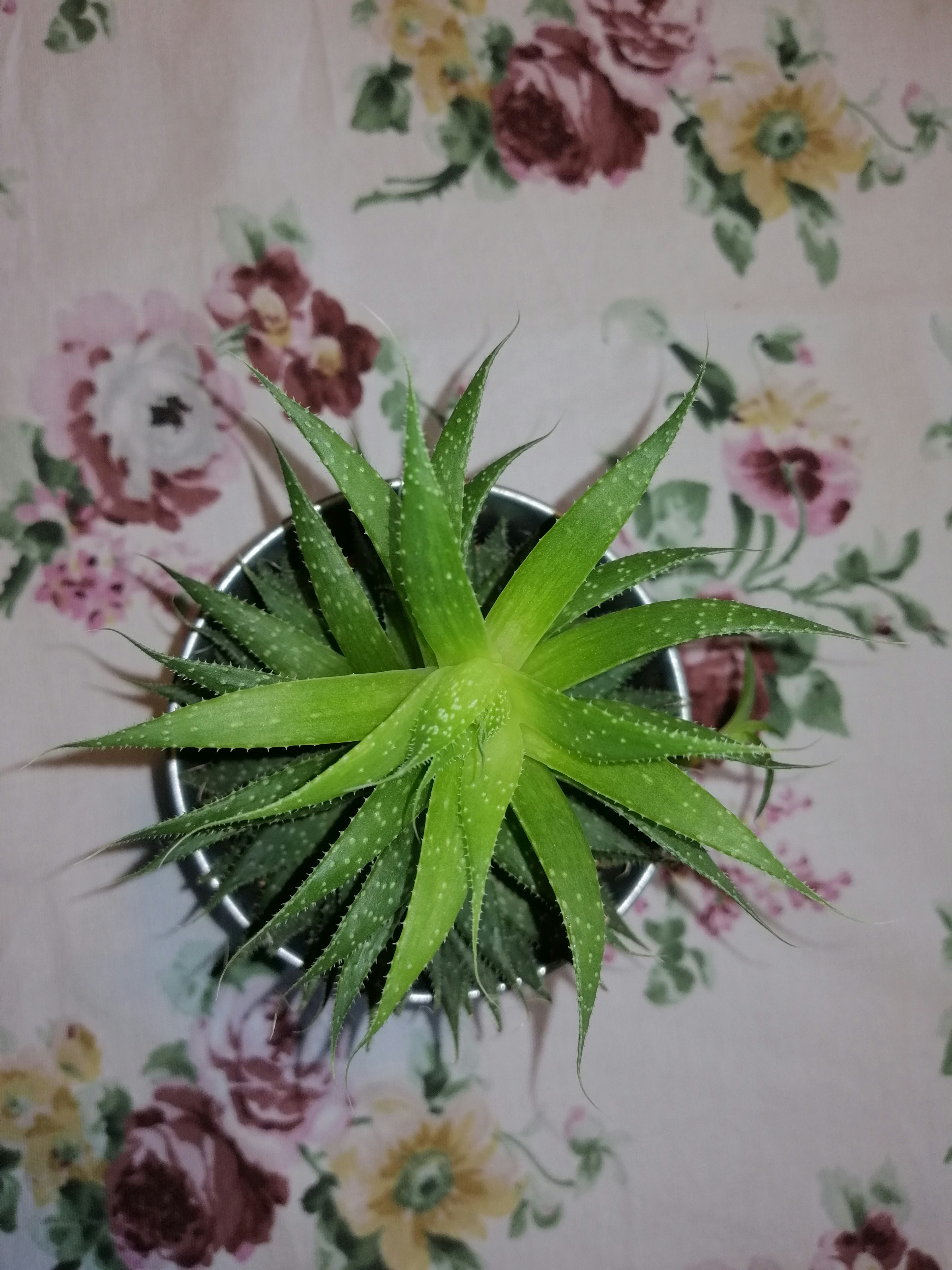 green and pink floral textile