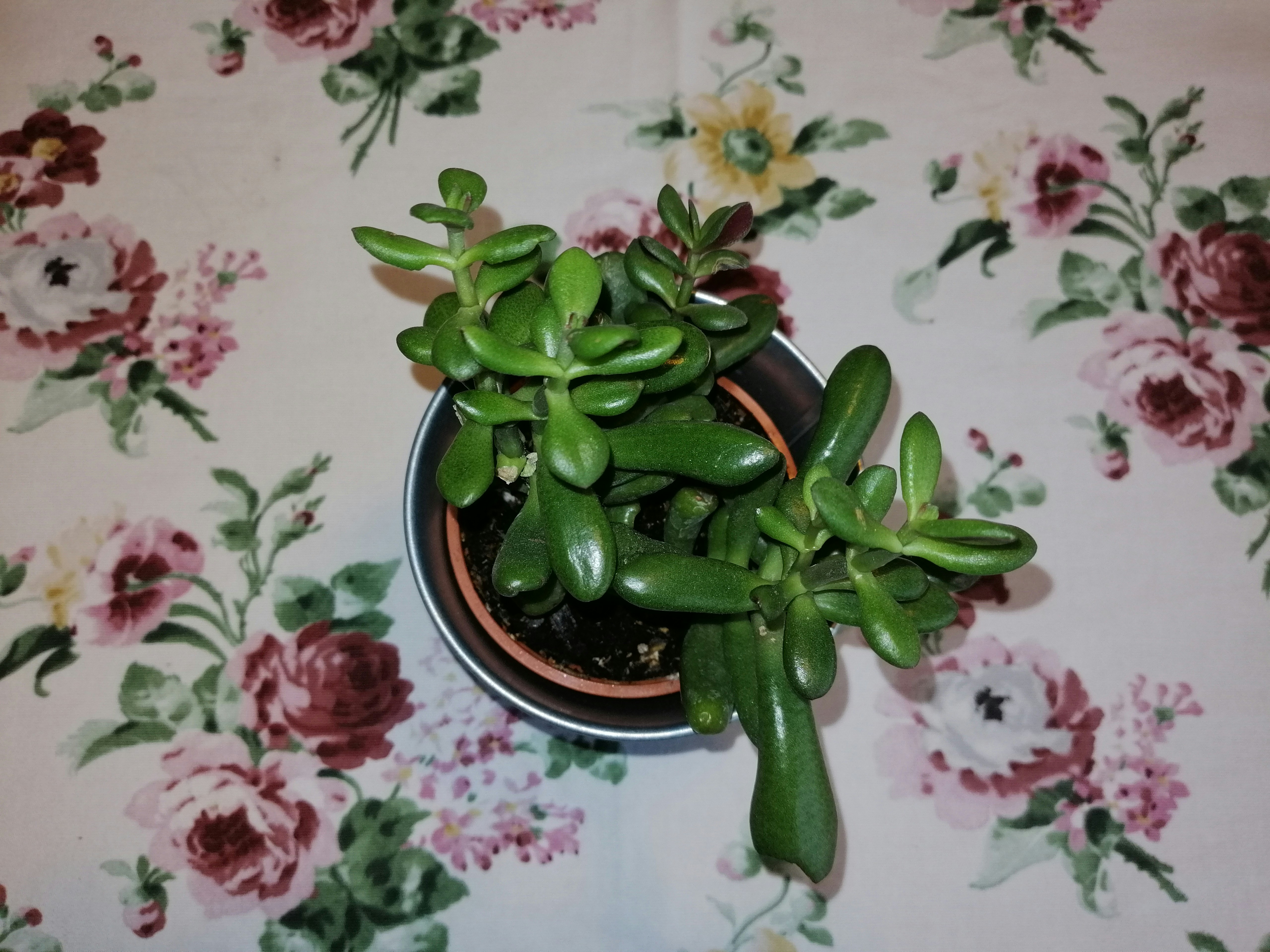 green and pink flower on white and pink floral textile