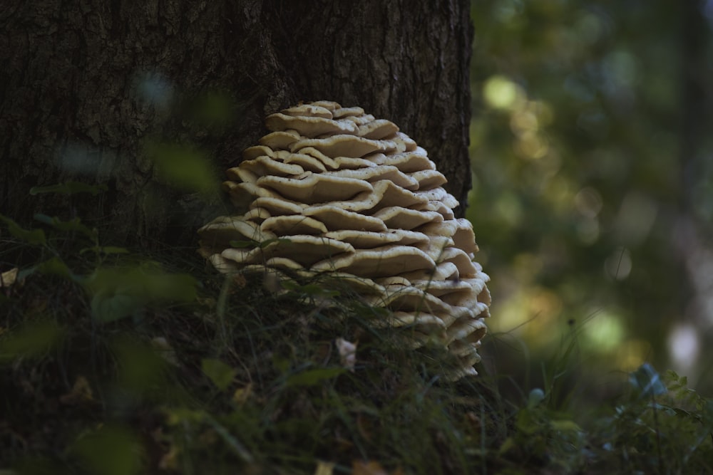 brown mushroom on brown tree trunk