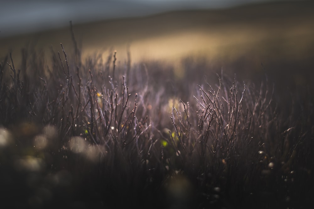 green grass field during sunset