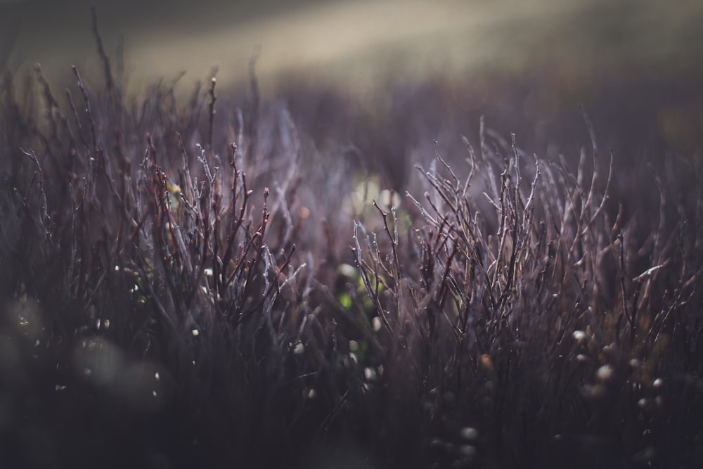 purple and green plant during daytime