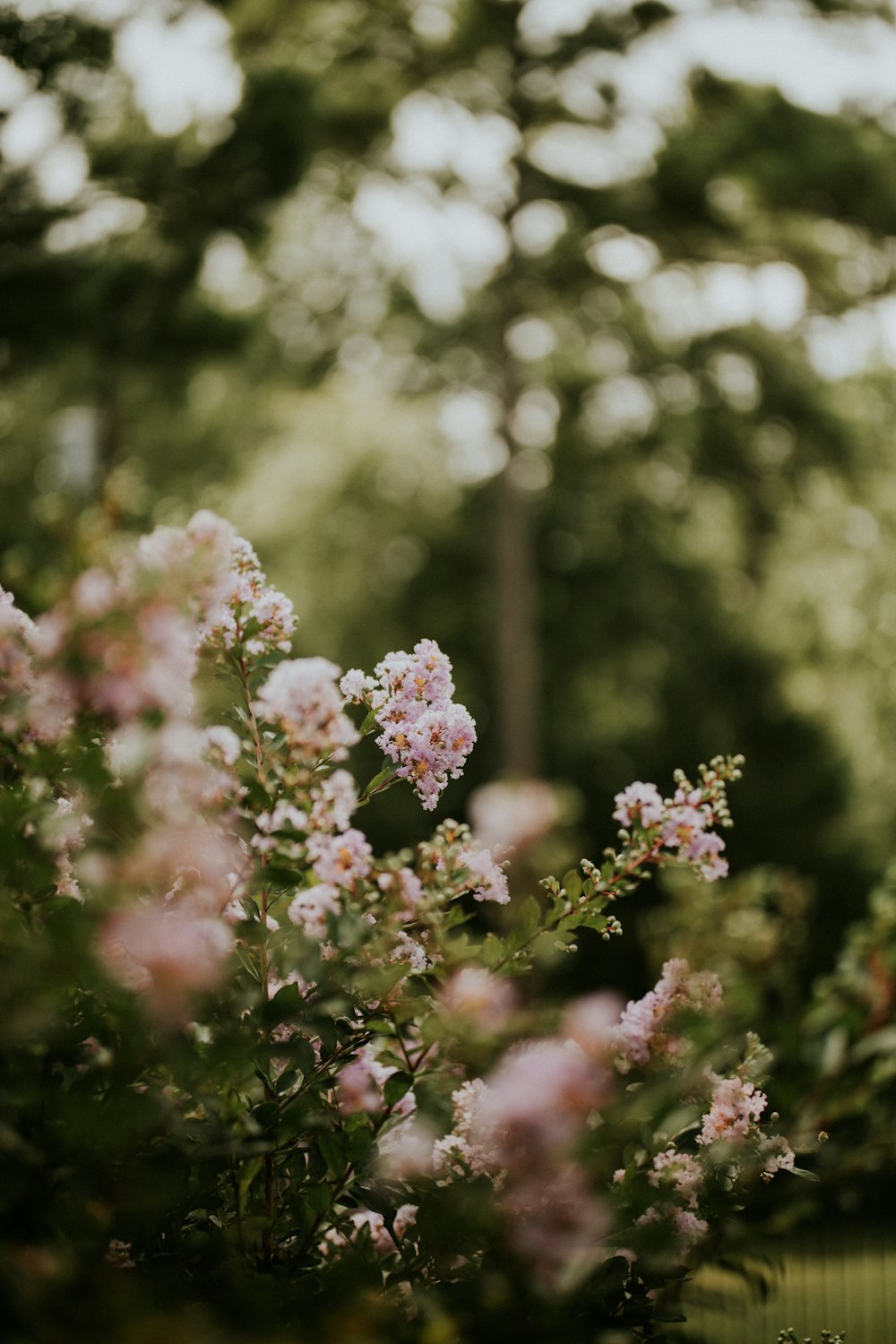 pink and white flowers in tilt shift lens