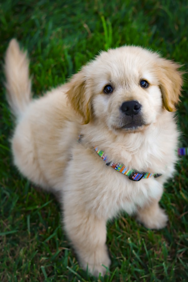 Cute puppy
