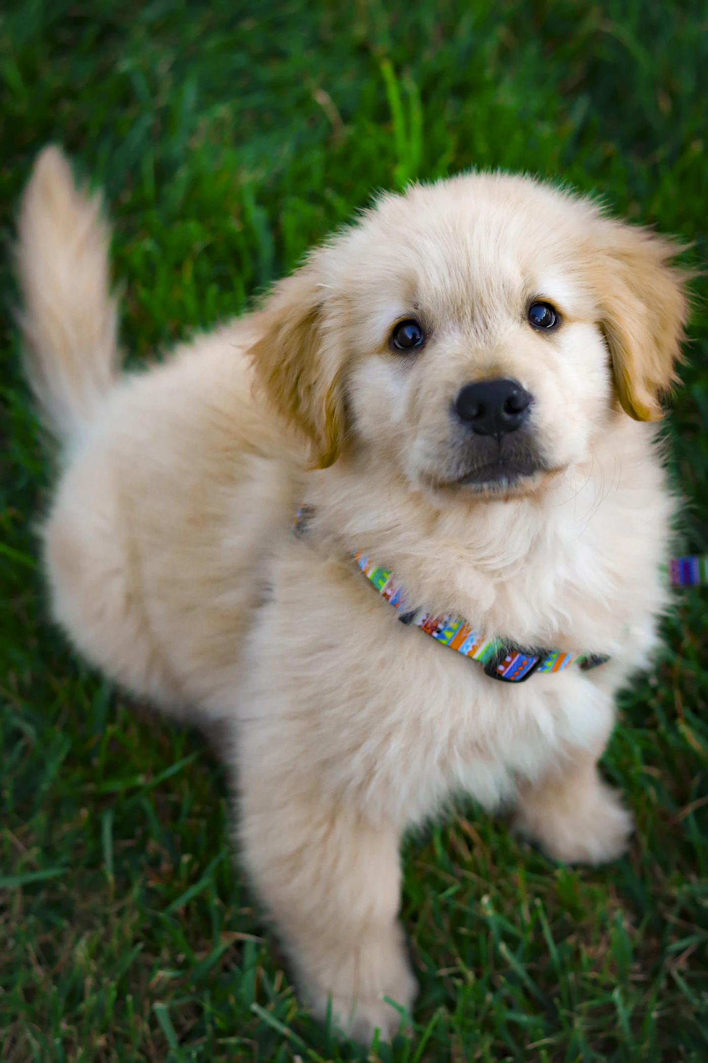 Golden retriever puppy sitting in green grass
