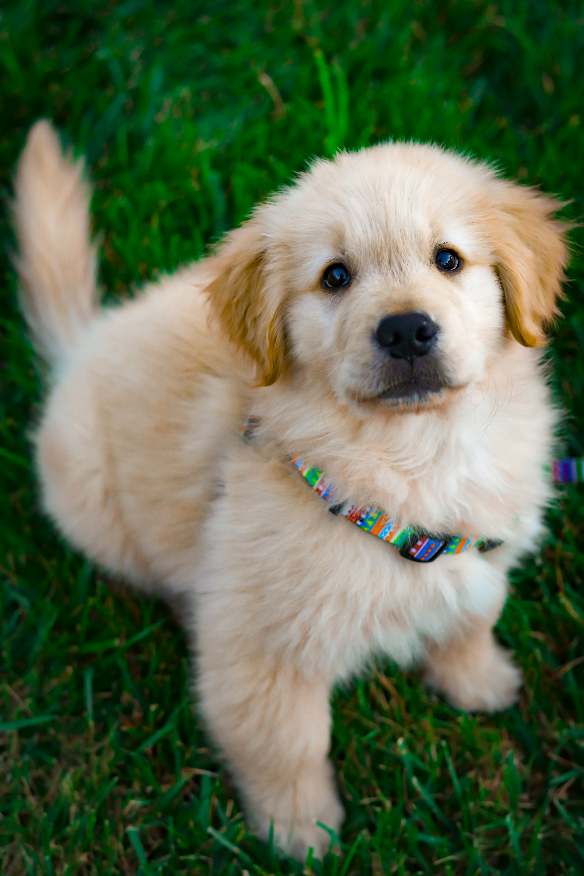 Your Puppy's First Leash: How to Train