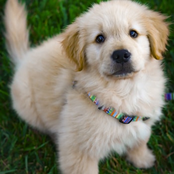 light golden retriever puppy on green grass field during daytime