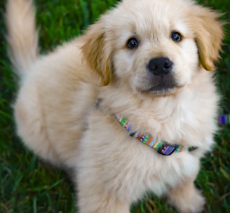 light golden retriever puppy on green grass field during daytime