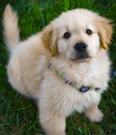 light golden retriever puppy on green grass field during daytime