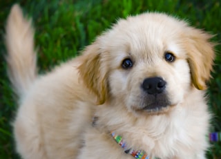 light golden retriever puppy on green grass field during daytime