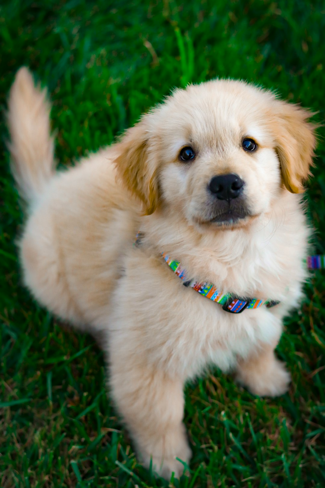Puppy Wallpapers: Free HD Download 500  HQ Unsplash Puppy Wallpapers: Free HD Download 500  HQ Unsplash