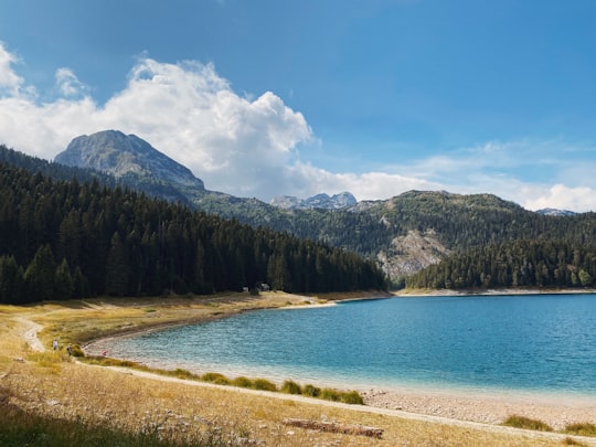 green trees near body of water under blue sky during daytime in Durmitor mendigunea Montenegro