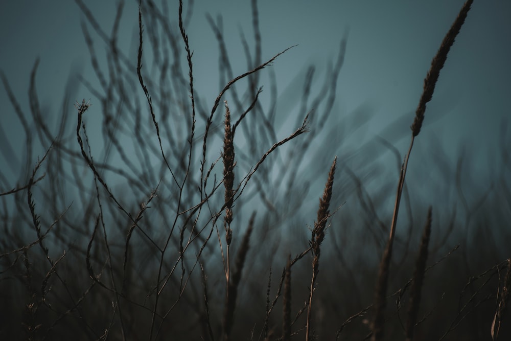 brown grass in close up photography