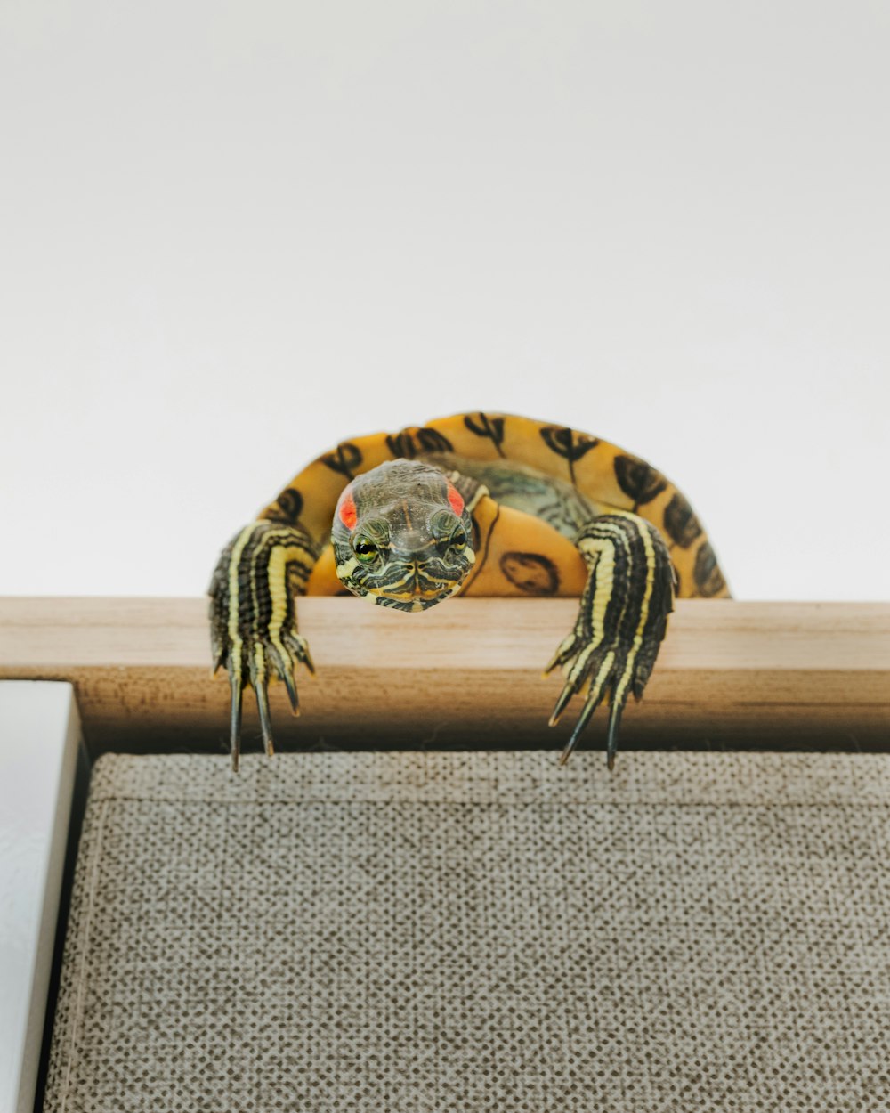 black and yellow turtle on gray and brown wooden board