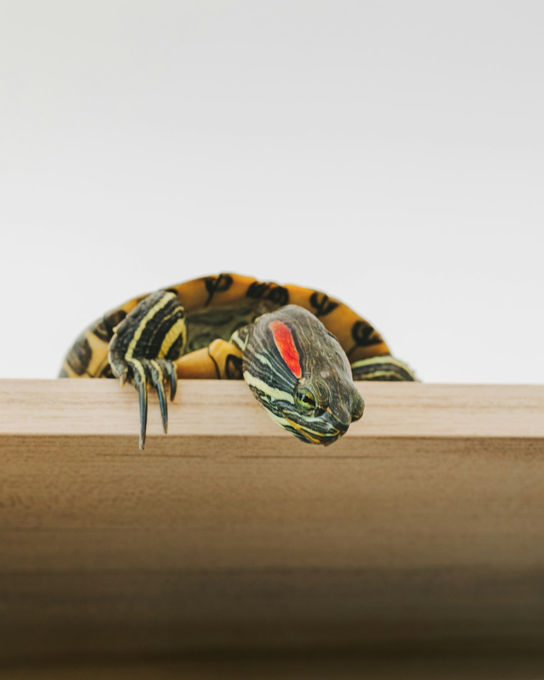 yellow and black turtle on brown wooden plank