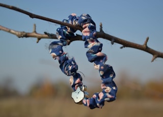 blue berries on brown tree branch