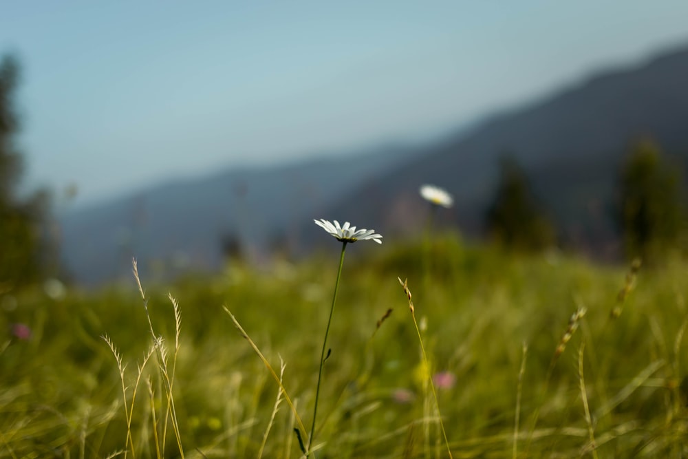 white and black butterfly on white flower during daytime