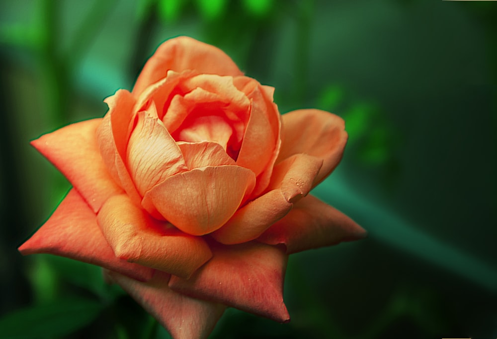 pink rose in bloom during daytime