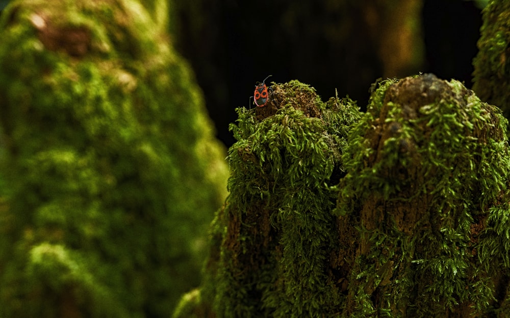 Coccinelle rouge perchée sur de la mousse verte en gros plan pendant la journée