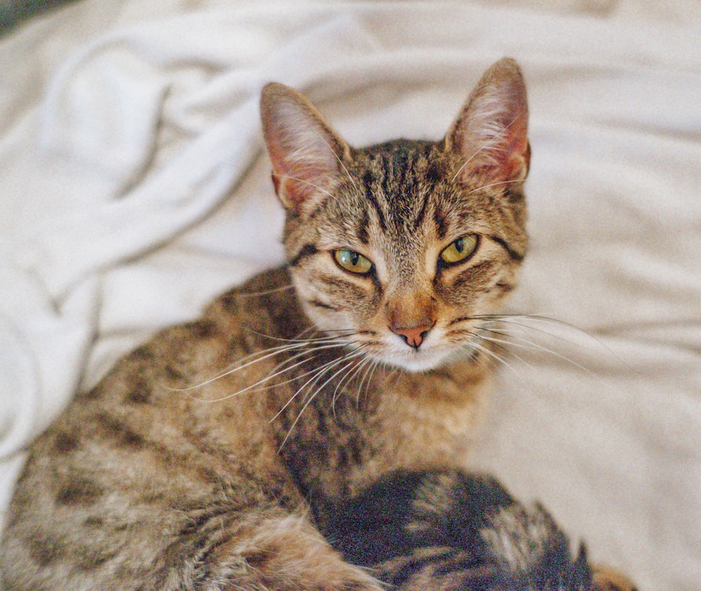 brown tabby cat on white textile