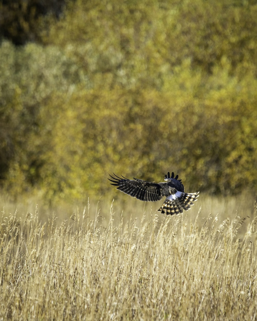 pássaro preto e branco voando sobre o campo de grama marrom durante o dia