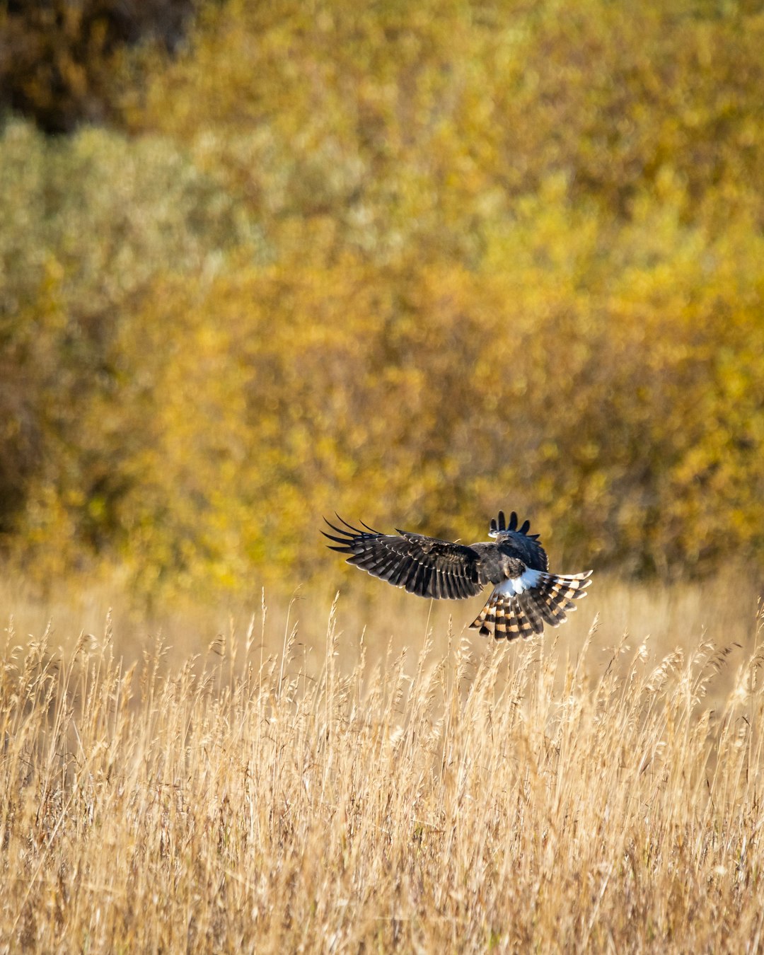 Wildlife photo spot Kane Valley Road Merritt