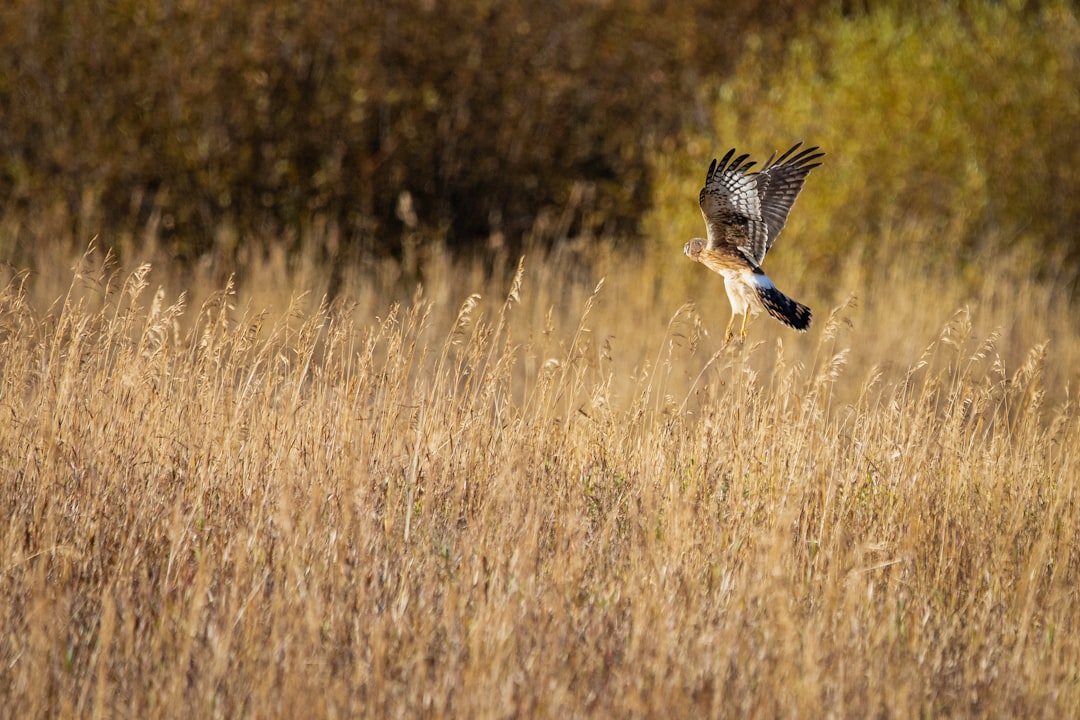 travelers stories about Wildlife in Kane Valley Road, Canada