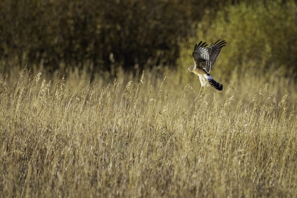 black and white bird flying over brown grass field during daytime