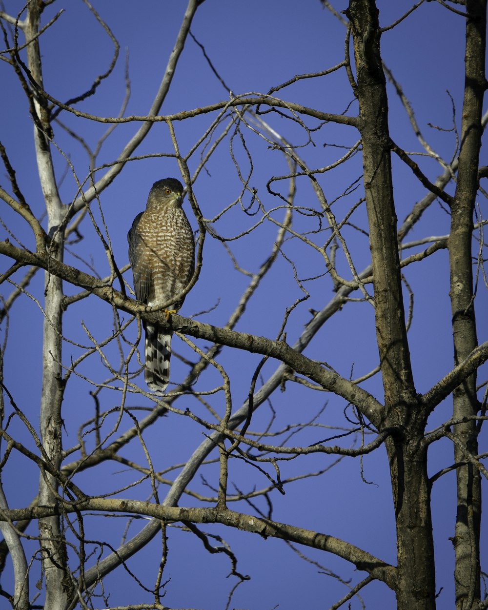 brown and white owl on brown tree branch during daytime