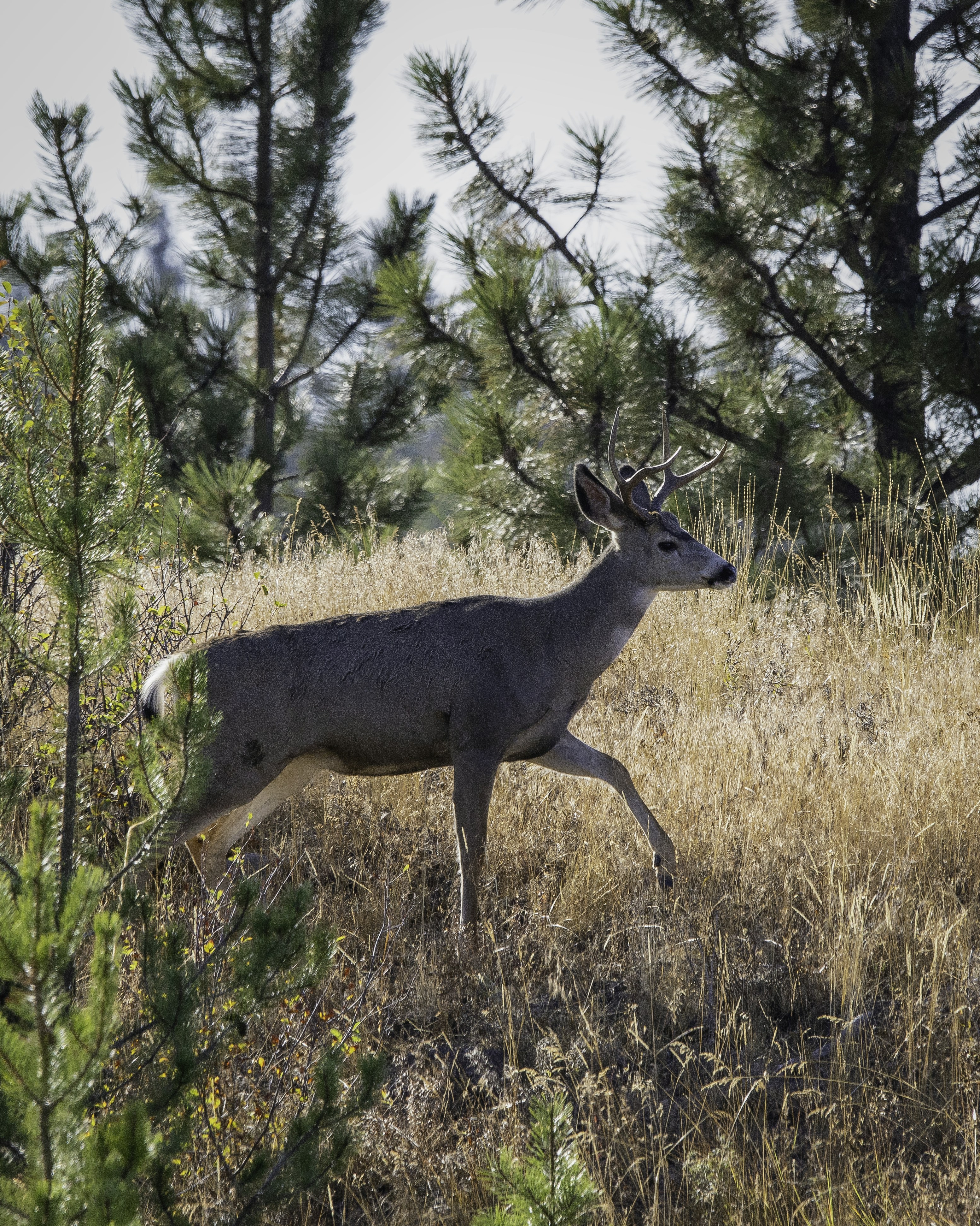 brown deer on brown grass field during daytime