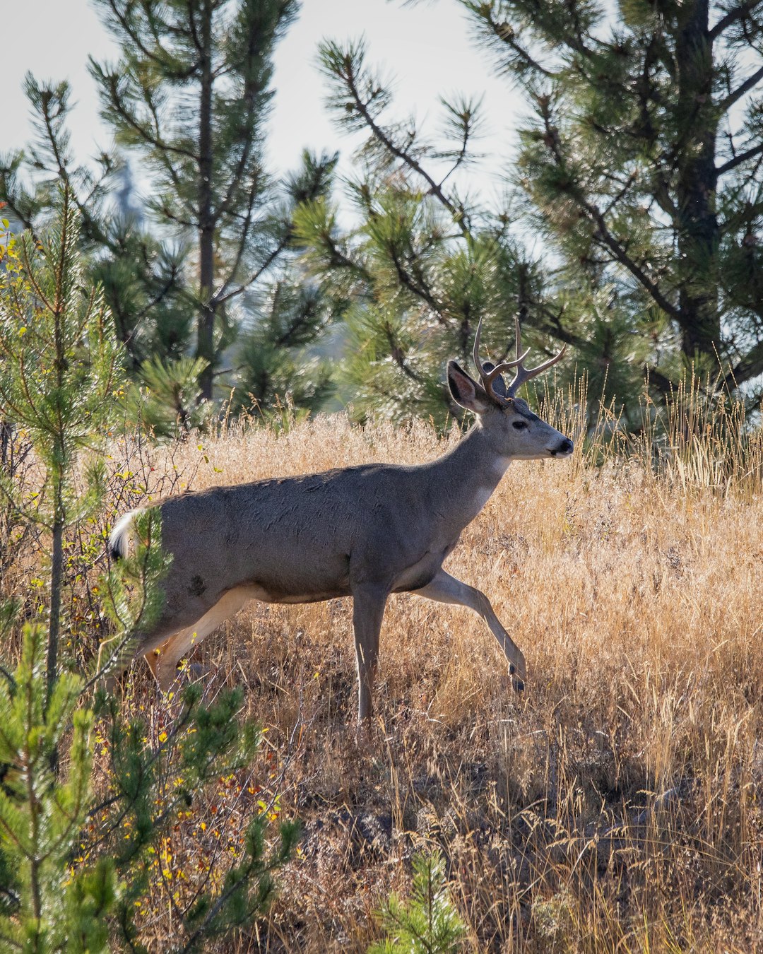 travelers stories about Wildlife in Kane Valley Road, Canada