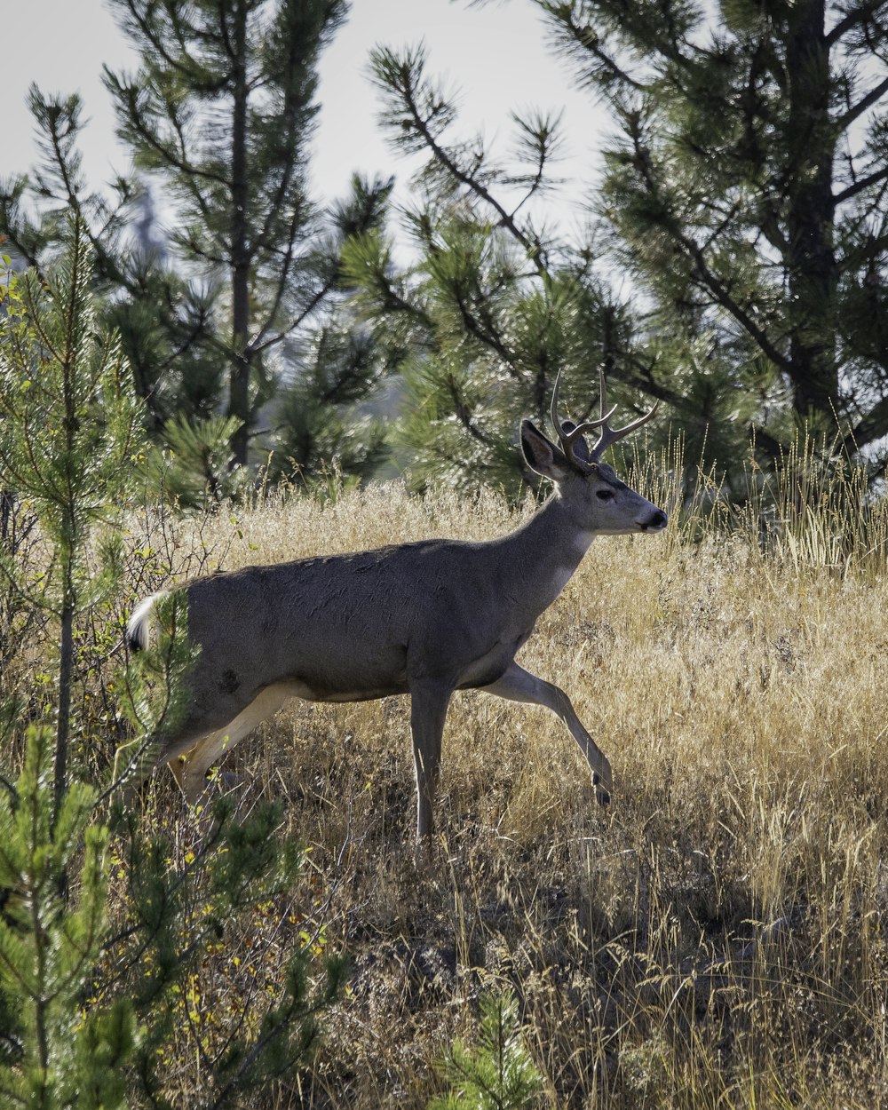 brown deer on brown grass field during daytime